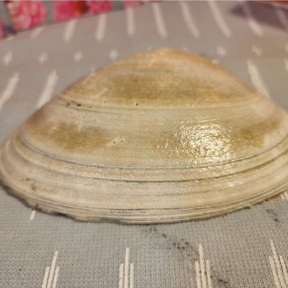 DECOUPAGE CLAM SHELL DECOUPAGE CHRISTMAS TRAILER ON A CLAM SHELL TRINKET DISH - Picture 10 of 10